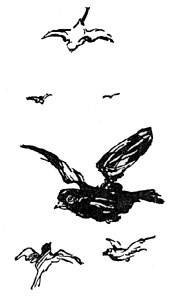 Sketch of flying birds for cemetery sanctuary.