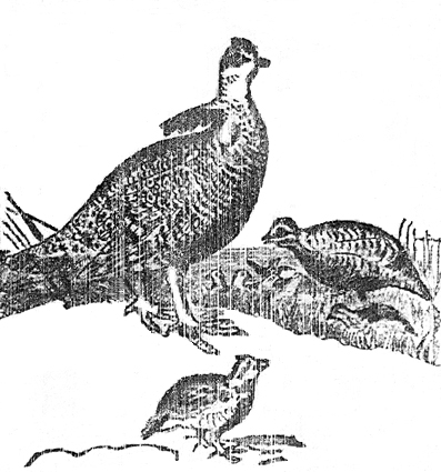 Charm of the Pinnated Grouse, prairie chicken family.