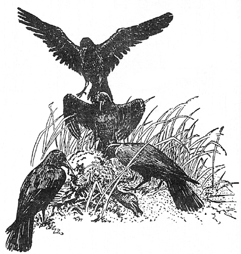 Memory of the River Woods - The Crows at Their Springtime Banquet.