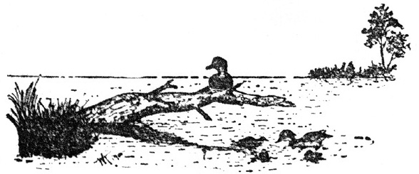 Sketch of wood ducks on the Elkhorn shore.