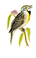 Birds of Nebraska