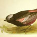 Black Rosy-finch