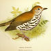 Wood Thrush