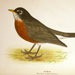 American Robin