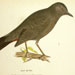 Gray Catbird