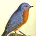 Eastern Bluebird