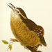 Carolina Wren