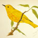 Yellow Warbler