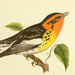Blackburnian Warbler