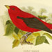 Scarlet Tanager