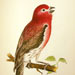 House Finch