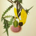 American Goldfinch