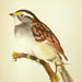 White-throated Sparrow