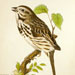 Song Sparrow