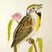 Dickcissel