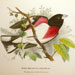 Rose-breasted Grosbeak