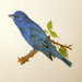 Indigo Bunting