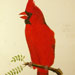 Northern Cardinal