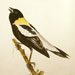 Bobolink