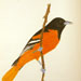 Baltimore Oriole