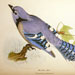 Blue Jay