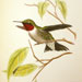 Ruby-throated Hummingbird