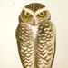 Burrowing Owl