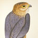Merlin